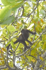 Alouatta palliata