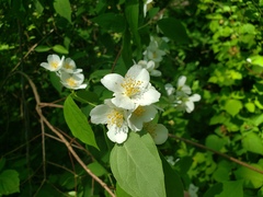 Philadelphus coronarius