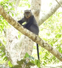 Cercopithecus mitis albogularis