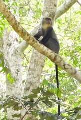Cercopithecus mitis albogularis