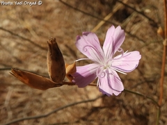 Dianthus strictus
