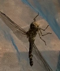 Rhionaeschna diffinis