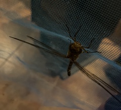 Rhionaeschna diffinis