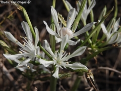 Vagaria parviflora