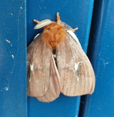 Cerodirphia apunctata