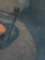 Rhionaeschna diffinis