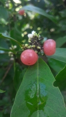 Glycosmis parviflora