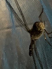 Rhionaeschna diffinis