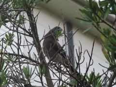 Dendrocitta formosae formosae