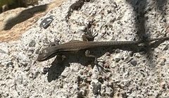 Liolaemus fuscus