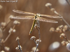 Sympetrum fonscolombii