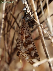 Palpares geniculatus