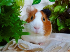 Cavia porcellus
