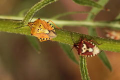 Carpocoris pudicus