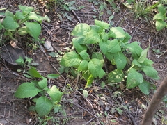 Carpesium abrotanoides