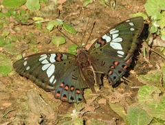 Euthalia lubentina arasada