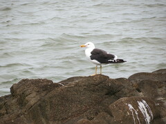Larus dominicanus
