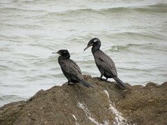 Nannopterum brasilianum