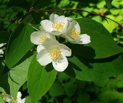 Philadelphus coronarius