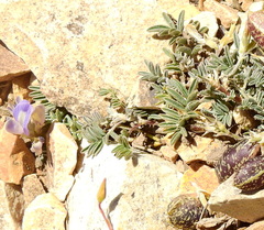 Astragalus palenae