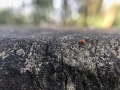 Oonopidae