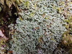 Cladonia squamosa