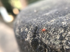Oonopidae