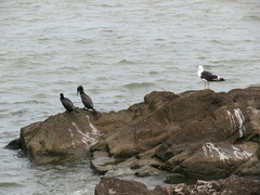 Nannopterum brasilianum