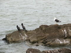 Larus dominicanus