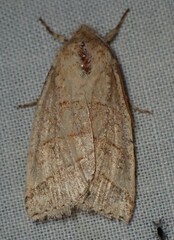 Pyreferra citrombra