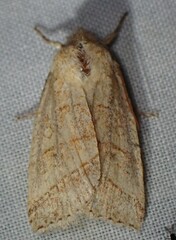 Pyreferra citrombra