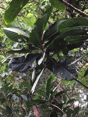 Atractocarpus bracteatus