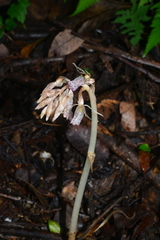 Epipogium kentingensis