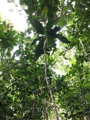 Atractocarpus bracteatus