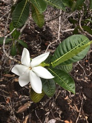 Gardenia aubryi