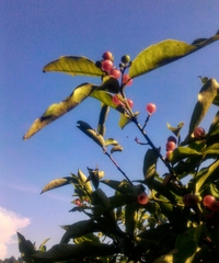 Glycosmis parviflora