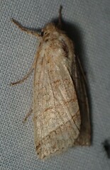 Pyreferra citrombra