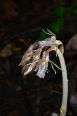 Epipogium kentingensis