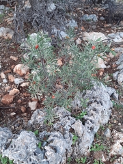 Osyris alba