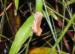Afrixalus fornasini