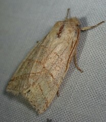 Pyreferra citrombra