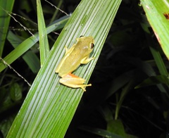 Hyperolius tuberilinguis