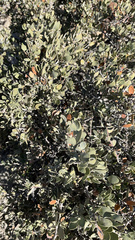 Simmondsia chinensis
