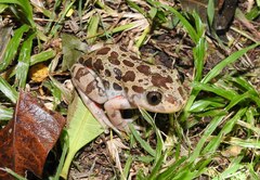 Hylambates maculatus