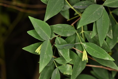 Wikstroemia nutans
