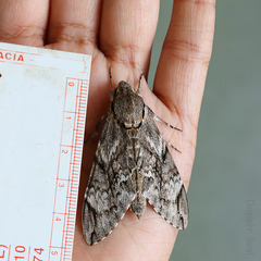 Psilogramma menephron