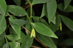 Wikstroemia nutans