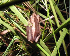 Afrixalus fornasini