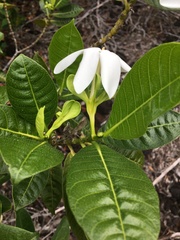 Gardenia aubryi