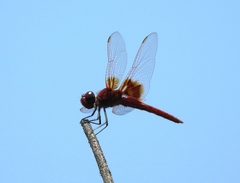 Urothemis luciana